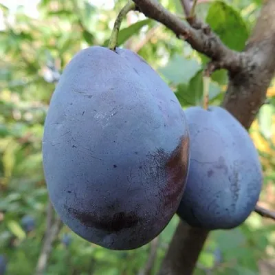 Слива АМЕРС  Слива АМЕРС в Мурманске