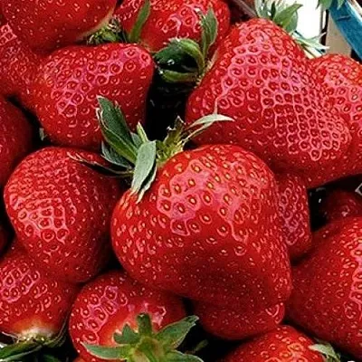 Клубника КЛЕРИ  Клубника КЛЕРИ в Мурманске