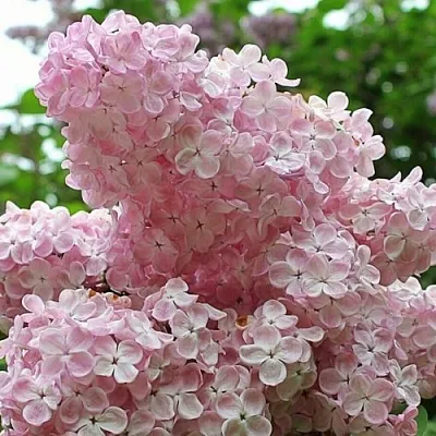 Сирень ВЕЧЕРНИЙ ЗВОН  Сирень ВЕЧЕРНИЙ ЗВОН в Мурманске