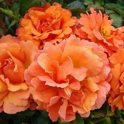 Саженцы роз БРИДЖ ОФ САЙЗ плетистая  Саженцы роз БРИДЖ ОФ САЙЗ плетистая в Мурманске