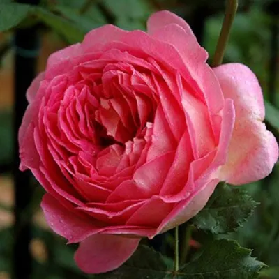 Саженцы роз ДЖУБИЛИ СЕЛЕБРЕЙШН английская в Мурманске