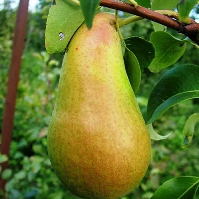 Груша АМФОРА  Груша АМФОРА в Мурманске