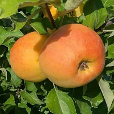 Яблоня АНТОНОВКА ЗОЛОТАЯ  Яблоня АНТОНОВКА ЗОЛОТАЯ в Мурманске