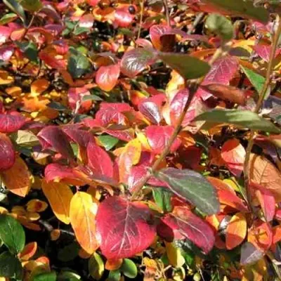 Кизильник блестящий в Мурманске