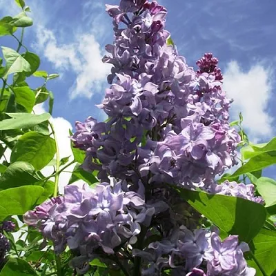 Сирень КРЫЛЬЯ НАДЕЖДЫ  Сирень КРЫЛЬЯ НАДЕЖДЫ в Мурманске