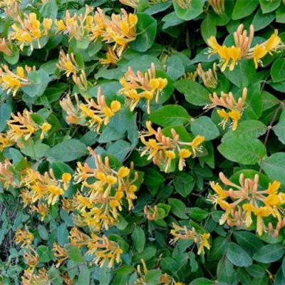 Жимолость ТЕЛЬМАНА в Мурманске