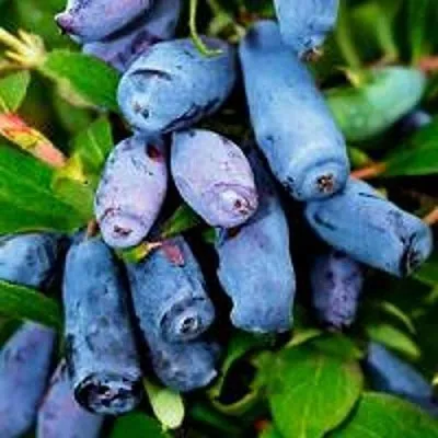 Жимолость съедобная ВОЛХОВА  Жимолость съедобная ВОЛХОВА в Мурманске