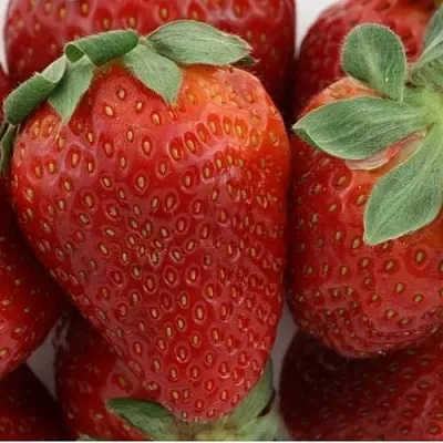 Клубника ФЛАМИНИЯ  Клубника ФЛАМИНИЯ в Мурманске