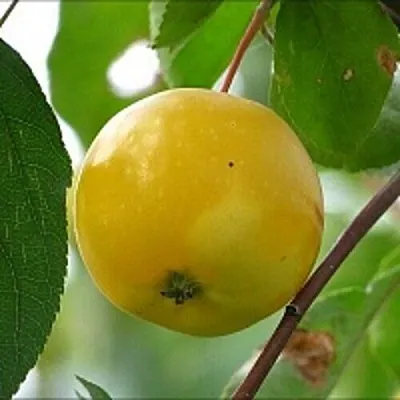 Яблоня КИТАЙКА ЖЁЛТАЯ колонновидная  Яблоня КИТАЙКА ЖЁЛТАЯ колонновидная в Мурманске