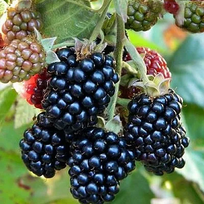 Ежевика ОУАЧИТА бесшипная в Мурманске