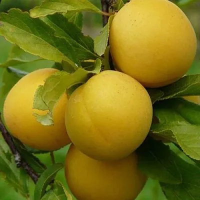 Слива СОЛНЫШКО  Слива СОЛНЫШКО в Мурманске