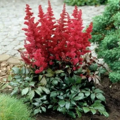 Астильба МОНТГОМЕРИ японская в Мурманске