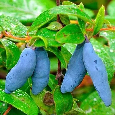 Жимолость съедобная МОРЕНА  Жимолость съедобная МОРЕНА в Мурманске