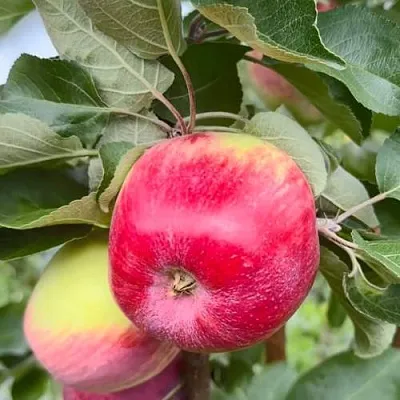 Яблоня АРБАТ колонновидная в Мурманске