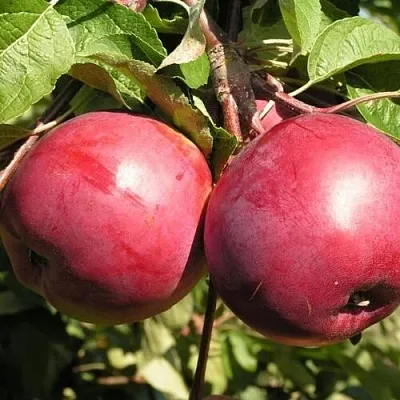 Яблоня ДАРУНАК в Мурманске