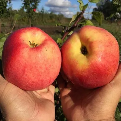 Яблоня КОВРОВОЕ стелющаяся в Мурманске