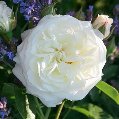 Саженцы роз АЛАБАСТЕР флорибунда  Саженцы роз АЛАБАСТЕР флорибунда в Мурманске