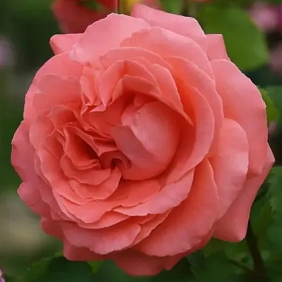 Саженцы роз ДИДИ БРИДЖУОТЕР плетистая  Саженцы роз ДИДИ БРИДЖУОТЕР плетистая в Мурманске