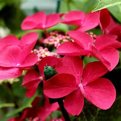 Гортензия РОТШВАНЦ крупнолистная в Мурманске