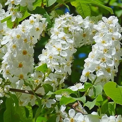 Черемуха ЧАЙКА в Мурманске