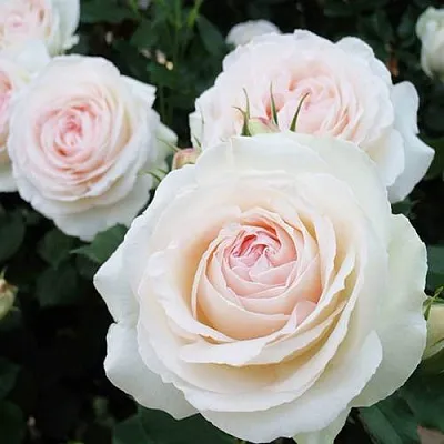 Саженцы роз ПАЛЕ РОЯЛЬ плетистая  Саженцы роз ПАЛЕ РОЯЛЬ плетистая в Мурманске