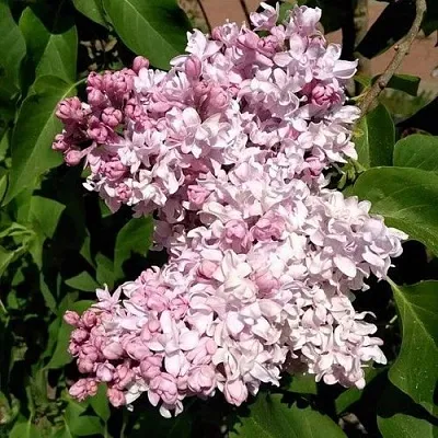 Сирень МИЛОСЕРДИЕ  Сирень МИЛОСЕРДИЕ в Мурманске