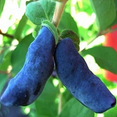 Жимолость съедобная БАКЧАРСКИЙ ВЕЛИКАН  Жимолость съедобная БАКЧАРСКИЙ ВЕЛИКАН в Мурманске