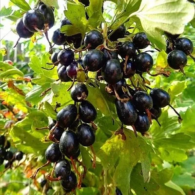 Смородина золотистая ОВАЛЬНАЯ в Мурманске