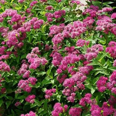 Спирея КРИСПА японская  Спирея КРИСПА японская в Мурманске