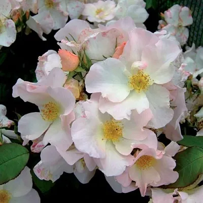 Саженцы роз САЛЛИ ХОЛМС мускусная  Саженцы роз САЛЛИ ХОЛМС мускусная в Мурманске