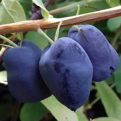 Жимолость съедобная БОРЕАЛ БЬЮТИ (СЕВЕРНАЯ КРАСАВИЦА)  Жимолость съедобная БОРЕАЛ БЬЮТИ (СЕВЕРНАЯ КРАСАВИЦА) в Мурманске