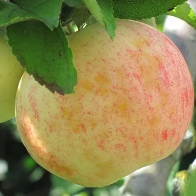 Яблоня ЛЕТНЕЕ СЛАДКОЕ  Яблоня ЛЕТНЕЕ СЛАДКОЕ в Мурманске