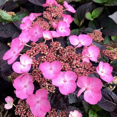 Гортензия ДАРЕДЕВИЛ пильчатая  Гортензия ДАРЕДЕВИЛ пильчатая в Мурманске