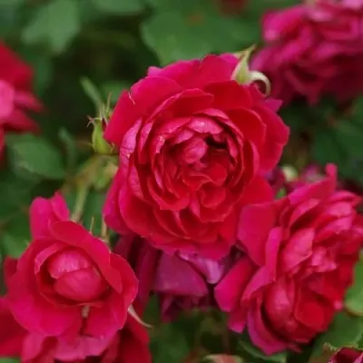 Саженцы роз КВАДРА плетистая  Саженцы роз КВАДРА плетистая в Мурманске