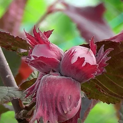 Фундук КАРДИНАЛ в Мурманске
