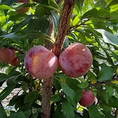 Плуот ГЕО ПРАЙД  Плуот ГЕО ПРАЙД в Мурманске