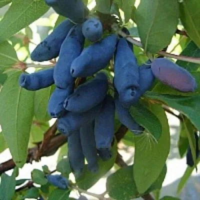 Жимолость съедобная ГОРДОСТЬ БАКЧАРА  Жимолость съедобная ГОРДОСТЬ БАКЧАРА в Мурманске