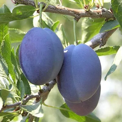 Слива СТЭНЛИ  Слива СТЭНЛИ в Мурманске