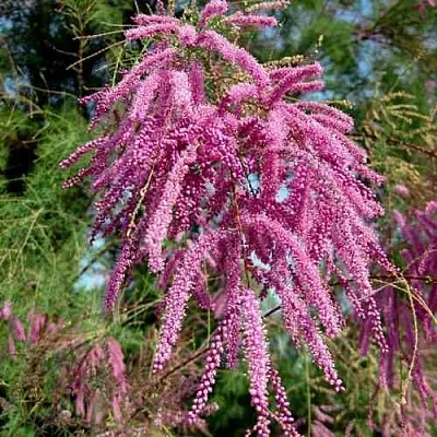 Тамарикс ПИНК КАСКАД  Тамарикс ПИНК КАСКАД в Мурманске