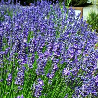 Лаванда ФЕНОМЕНАЛ узколистная  Лаванда ФЕНОМЕНАЛ узколистная в Мурманске