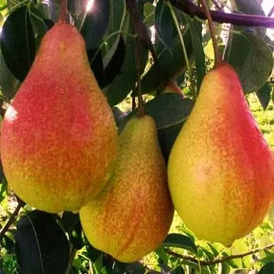 Груша АББАТ ФЕТЕЛЬ   Груша АББАТ ФЕТЕЛЬ  в Мурманске