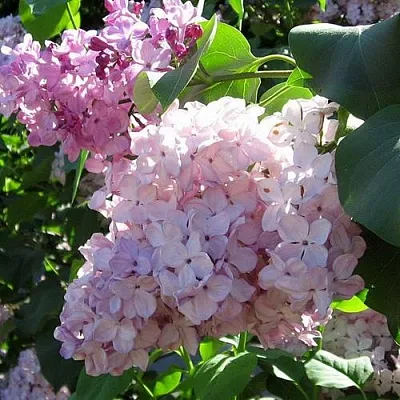 Сирень ГОРТЕНЗИЯ  Сирень ГОРТЕНЗИЯ в Мурманске