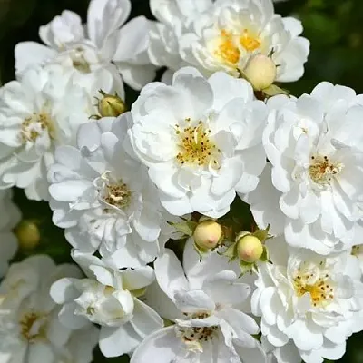 Саженцы роз ГИРЛЯНДА ДЕ АМУР мускусная  Саженцы роз ГИРЛЯНДА ДЕ АМУР мускусная в Мурманске