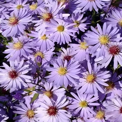 Астра БЛЮ ХЕВЕН сердцелистная — описание сорта Астра БЛЮ ХЕВЕН сердцелистная в Мурманске