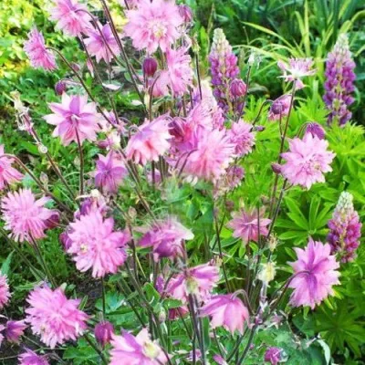 Аквилегия БАРЛОУ ПИНК гибрид МакКаны — описание сорта Аквилегия БАРЛОУ ПИНК гибрид МакКаны в Мурманске