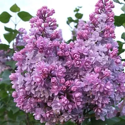 Сирень КОЛХОЗНИЦА  Сирень КОЛХОЗНИЦА в Мурманске