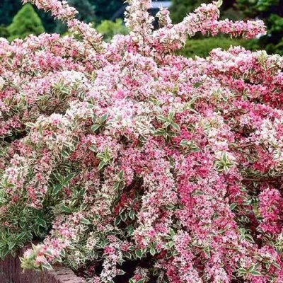 Вейгела САННИ ПРИНЦЕСС — описание сорта Вейгела САННИ ПРИНЦЕСС в Мурманске