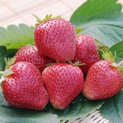 Клубника ВИМА КСИМА  Клубника ВИМА КСИМА в Мурманске