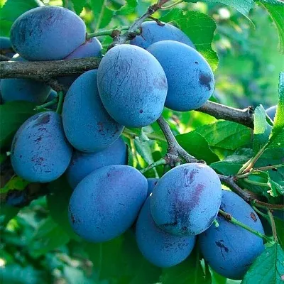 Синяя   Синяя  в Мурманске