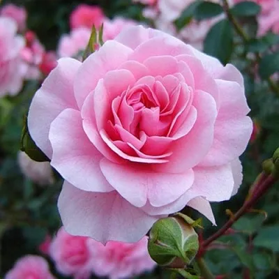 Саженцы роз БОНИКА флорибунда  Саженцы роз БОНИКА флорибунда в Мурманске